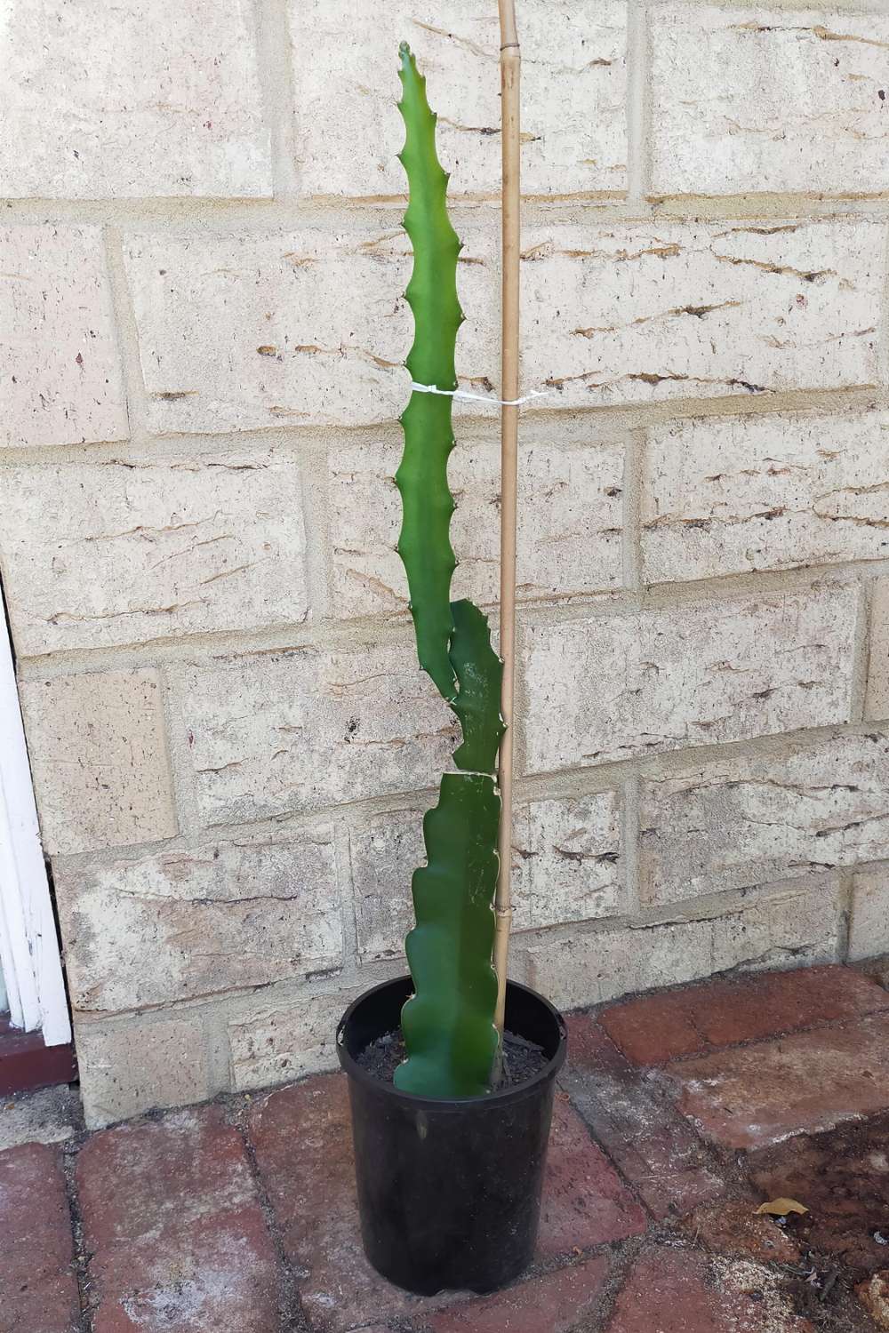 Picture of young dragon fruit cuttings.